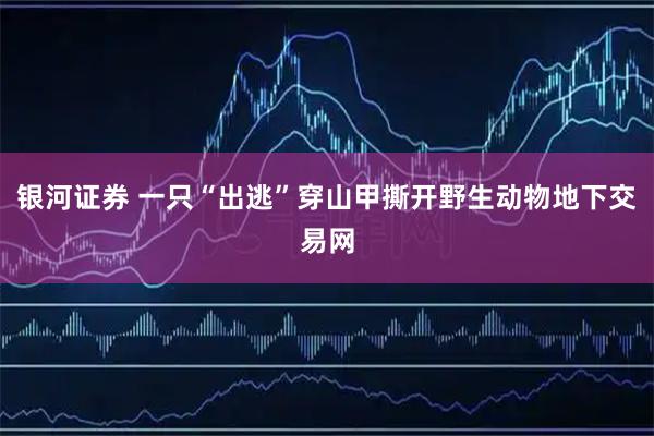 银河证券 一只“出逃”穿山甲撕开野生动物地下交易网